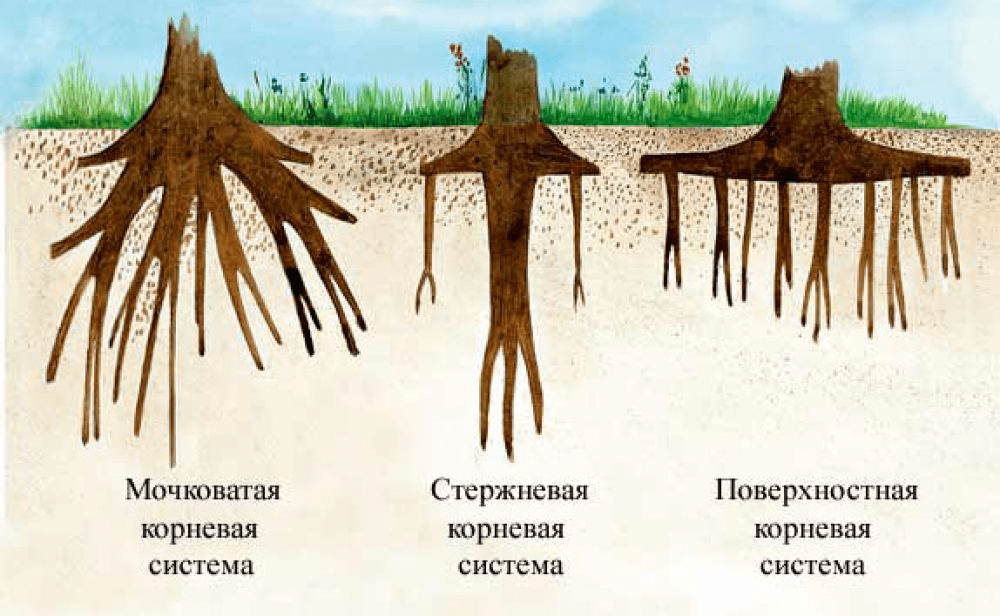 Типы корневых систем 