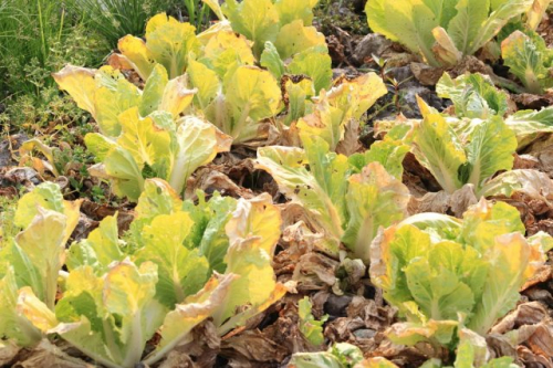 Почему не завязываются кочаны на капусте и как это исправить