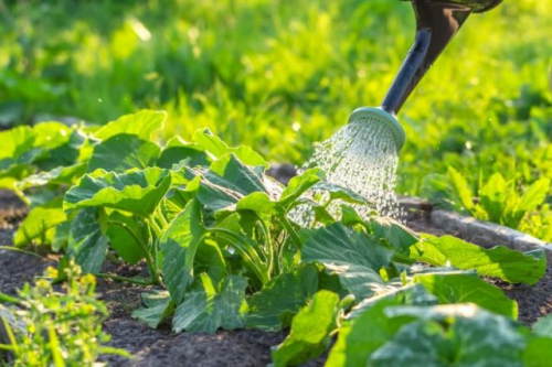 Опадают завязи на кабачках: кто виноват и как это исправить