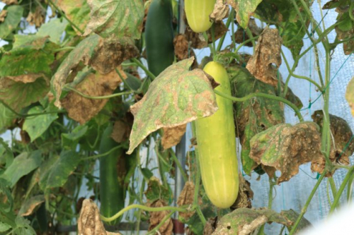 Пятна на листьях огурцов – из-за чего появляются, что делать и чем лечить