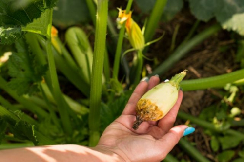 Опадают завязи на кабачках: кто виноват и как это исправить