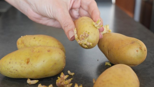 Что посадить на компостной куче: 5 оптимальных вариантов
