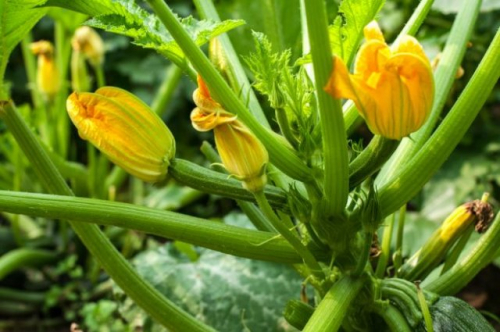 Опадают завязи на кабачках: кто виноват и как это исправить