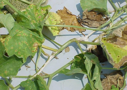 Пятна на листьях огурцов – из-за чего появляются, что делать и чем лечить