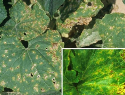 Пятна на листьях огурцов – из-за чего появляются, что делать и чем лечить