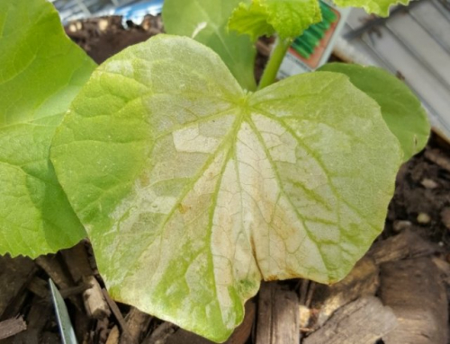 Пятна на листьях огурцов – из-за чего появляются, что делать и чем лечить