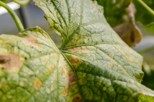 Пятна на листьях огурцов – из-за чего появляются, что делать и чем лечить