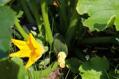 Опадают завязи на кабачках: кто виноват и как это исправить