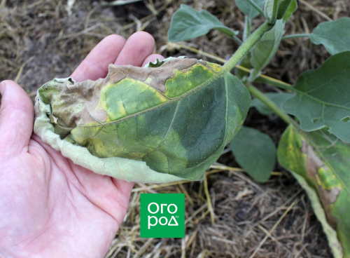 Почему увядают баклажаны – причины и способы борьбы