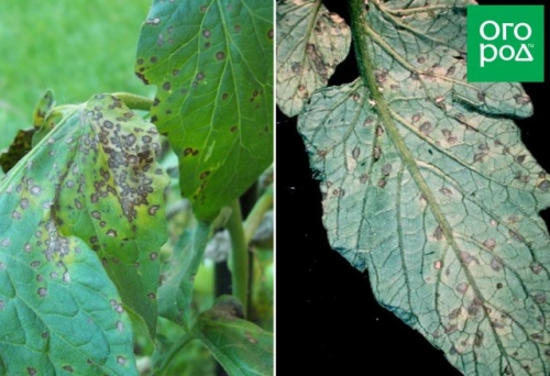 Почему желтеют нижние листья у томатов