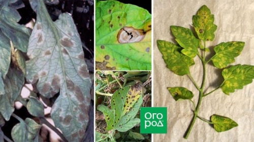 Почему желтеют нижние листья у томатов