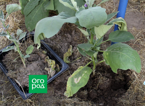 Почему увядают баклажаны – причины и способы борьбы