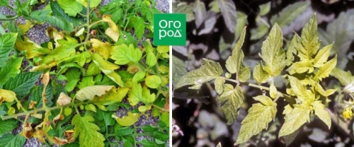 Почему желтеют нижние листья у томатов