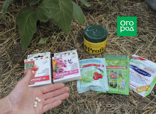 Почему увядают баклажаны – причины и способы борьбы