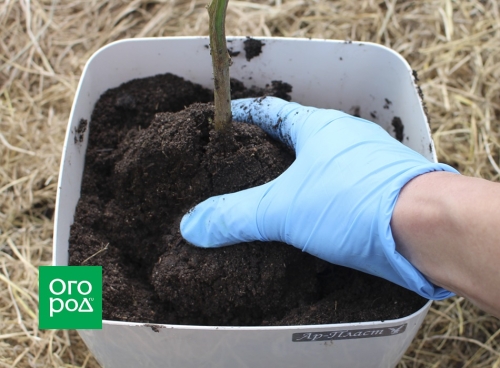 Выращивание перца в доме – пересаживаем кусты из огорода в горшки
