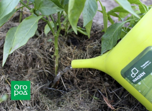 Выращивание перца в доме – пересаживаем кусты из огорода в горшки