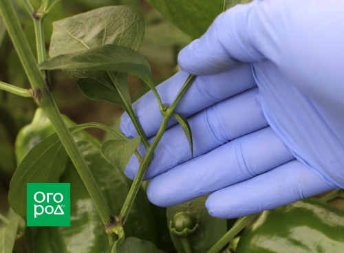 Выращивание перца в доме – пересаживаем кусты из огорода в горшки