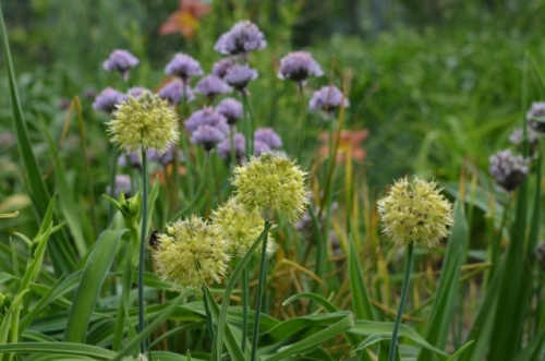 Как разделить многолетний лук: пошаговая инструкция