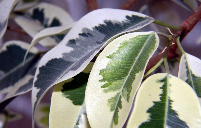 6 лучших растений для плохо освещенного подоконника