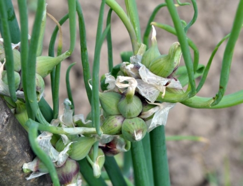 Как разделить многолетний лук: пошаговая инструкция