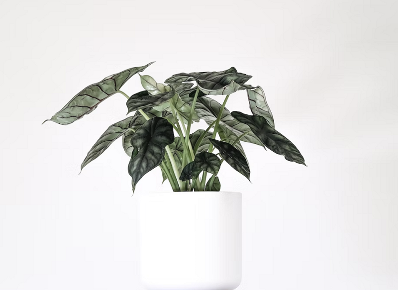 7 комнатных растений, которые чаще всего разочаровывают