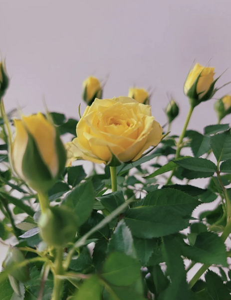 7 комнатных растений, которые чаще всего разочаровывают