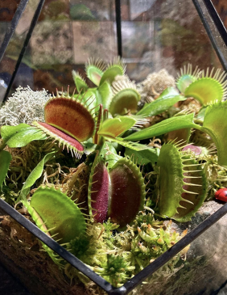 7 комнатных растений, которые чаще всего разочаровывают