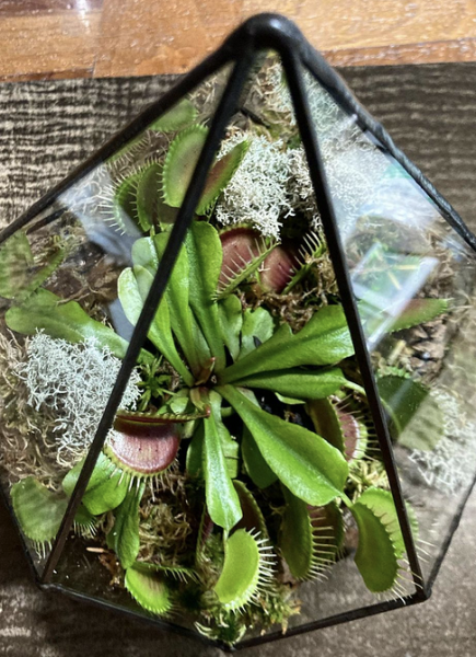 7 комнатных растений, которые чаще всего разочаровывают