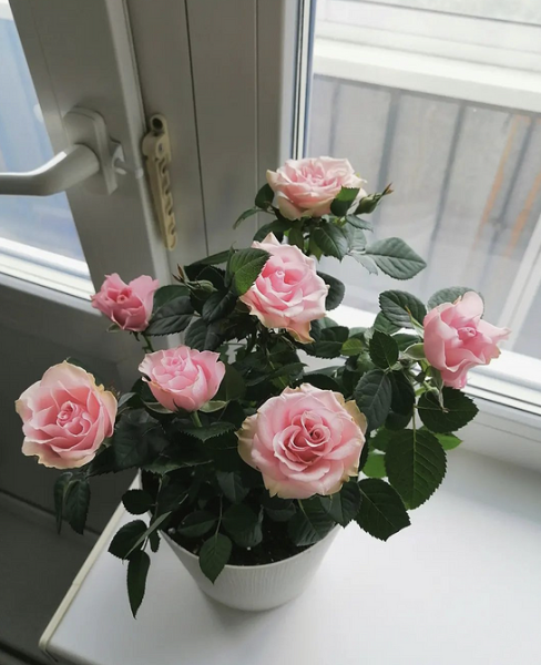 7 комнатных растений, которые чаще всего разочаровывают