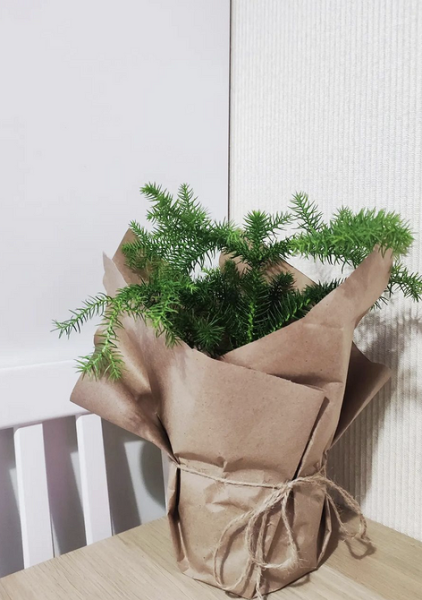 7 комнатных растений, которые чаще всего разочаровывают