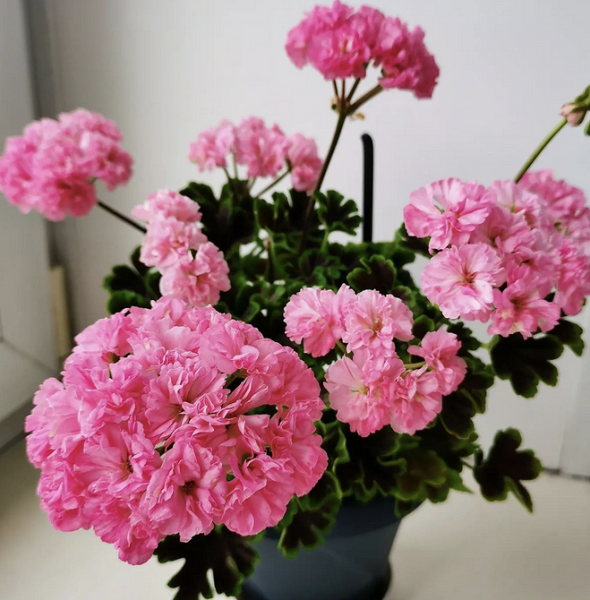 7 комнатных растений, которые чаще всего разочаровывают