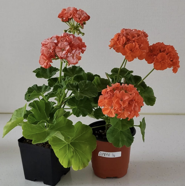 7 комнатных растений, которые чаще всего разочаровывают