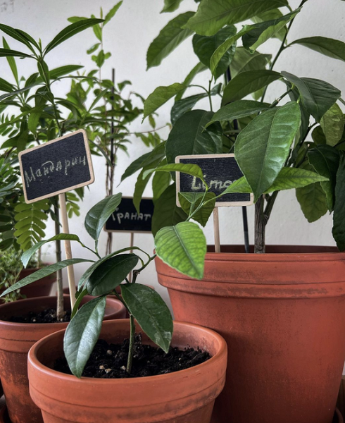 7 комнатных растений, которые чаще всего разочаровывают