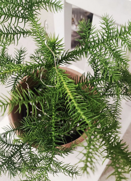 7 комнатных растений, которые чаще всего разочаровывают