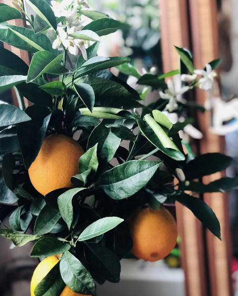 7 комнатных растений, которые чаще всего разочаровывают