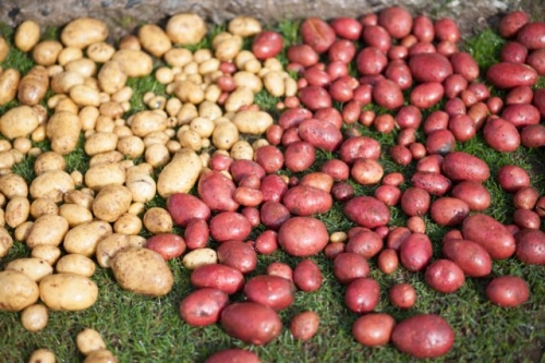 Косить, нельзя оставить – зачем избавляться от картофельной ботвы