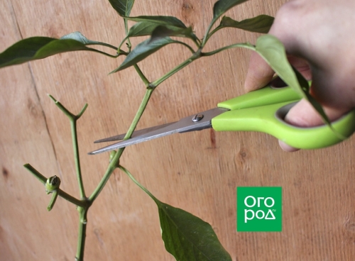 Выращивание перца в доме – пересаживаем кусты из огорода в горшки