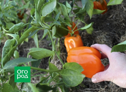 Выращивание перца в доме – пересаживаем кусты из огорода в горшки