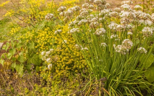 Как разделить многолетний лук: пошаговая инструкция