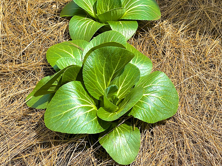 Что такое мульчирование и для чего оно нужно