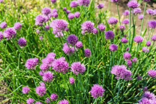 Как разделить многолетний лук: пошаговая инструкция