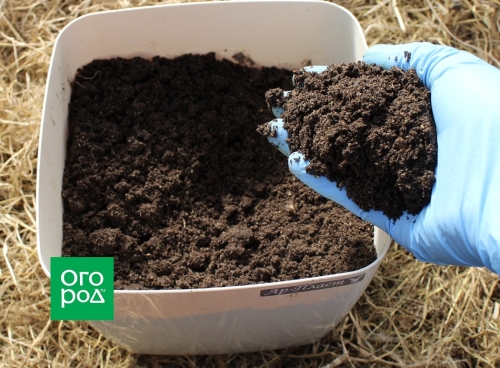 Выращивание перца в доме – пересаживаем кусты из огорода в горшки