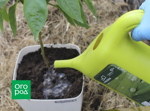 Выращивание перца в доме – пересаживаем кусты из огорода в горшки