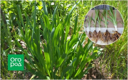 Как разделить многолетний лук: пошаговая инструкция