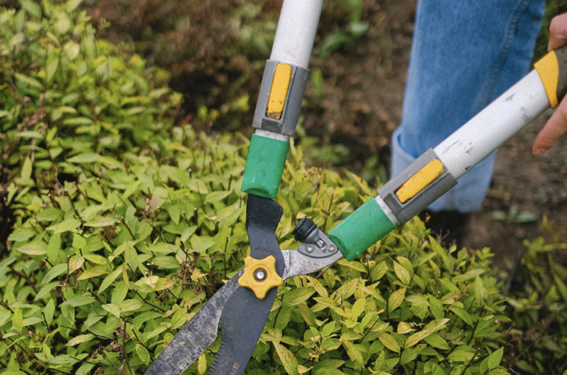 Как привести в порядок заброшенную дачу: инструкция из 5 шагов, которая вам нужна