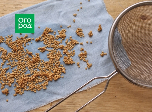 Как собрать семена баклажанов – мастер-класс с фото