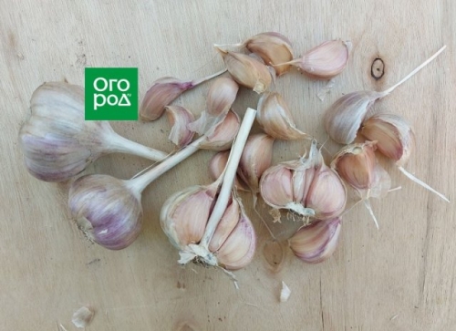 Как посадить озимый чеснок: пошаговая инструкция для новичков