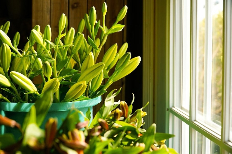 6 пунктов в уходе за комнатными цветами, которые нужно сделать в начале осени