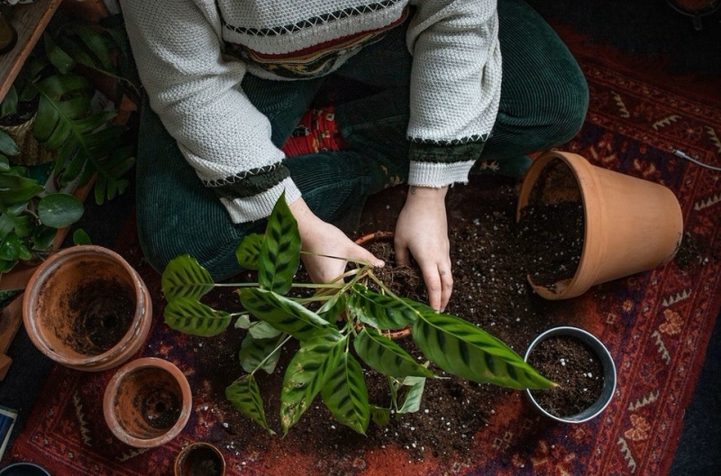 6 пунктов в уходе за комнатными цветами, которые нужно сделать в начале осени