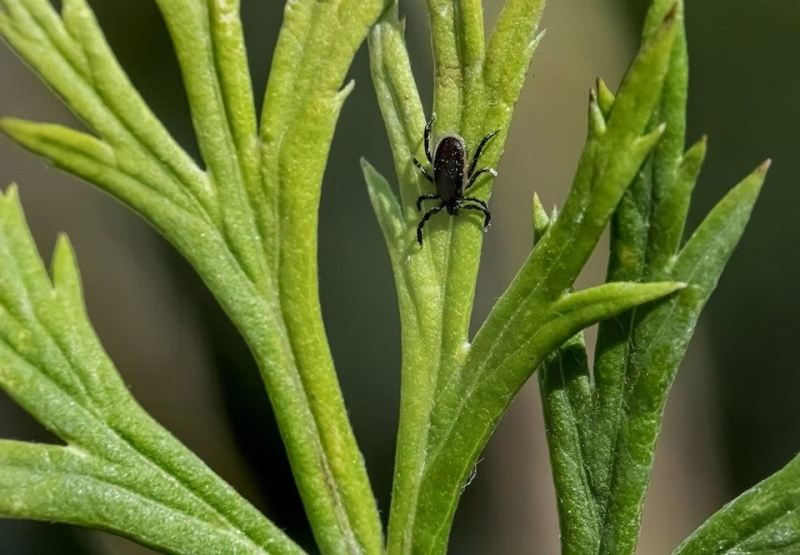 6 пунктов в уходе за комнатными цветами, которые нужно сделать в начале осени